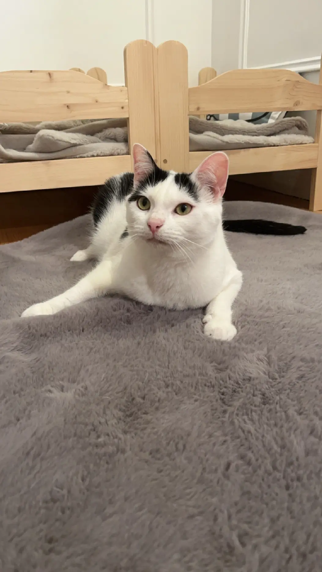 Chat Perdu 60 Oise Chat Perdu 60 Oise