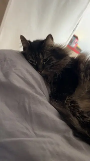 cat lost 60700 Pont-Sainte-Maxence Tigrou cat lost 60700 Pont-Sainte-Maxence Tigrou