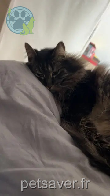 chat perdu 60700 Pont-Sainte-Maxence Tigrou chat lost 60700 Pont-Sainte-Maxence Tigrou