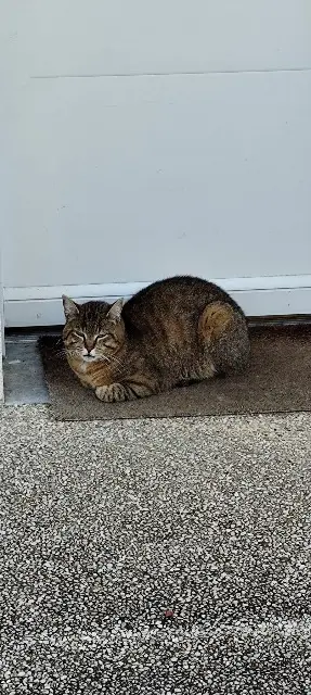 chat lost   60430 Noailles Tigrou