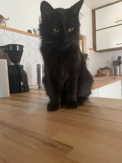 chat lost   60870 Villers-Saint-Paul Tilou