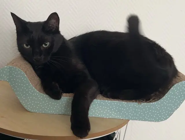 chat lost   60000 Beauvais Timon