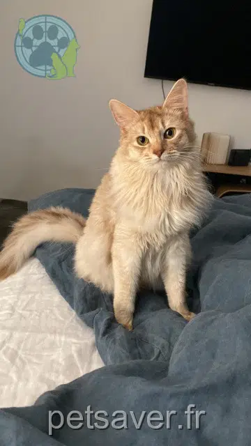 chat lost   60260 Lamorlaye Tobrex