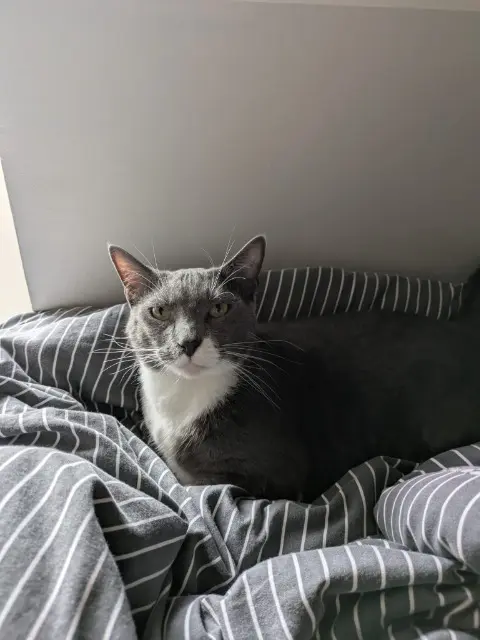 chat lost   60600 Clermont Tokyo