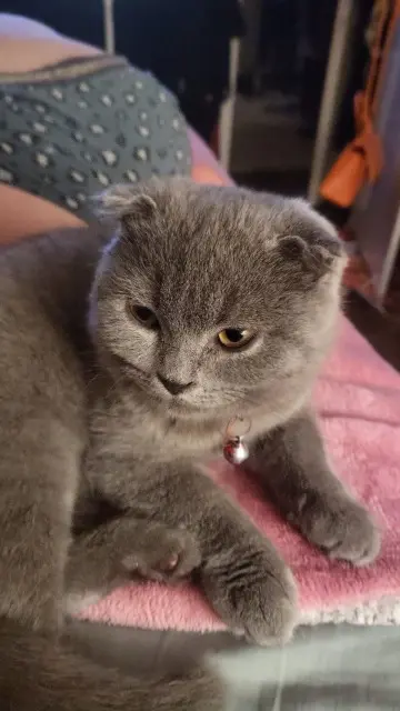 chat lost   60620 Betz Tokyo