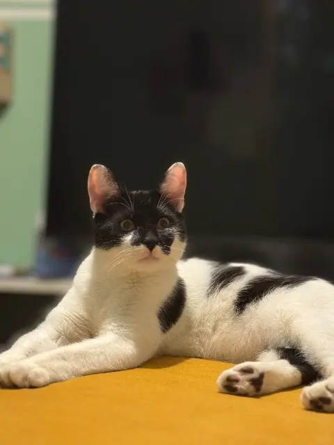 chat lost   60000 Beauvais Tom