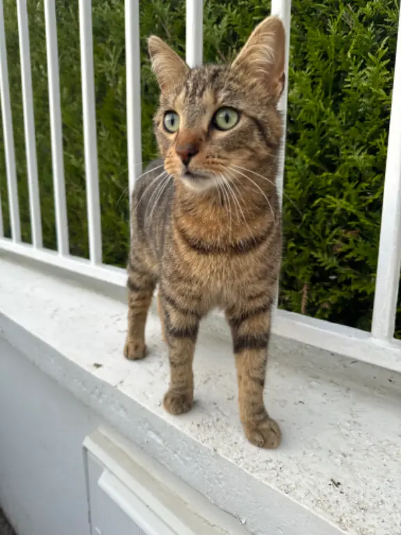 Chat Perdu 60 Oise - Twist Chat Perdu 60 Oise - Twist
