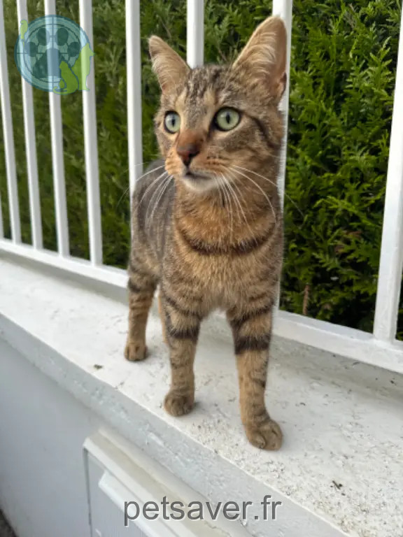 Chat Perdu 60 Oise - Twist Chat Perdu 60 Oise - Twist