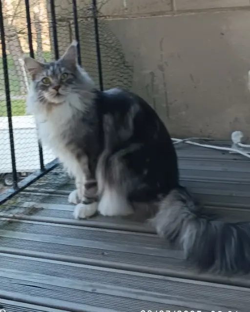 Kater vermisst 60180 Nogent-sur-Oise Ubiwane Kater lost 60180 Nogent-sur-Oise Ubiwane