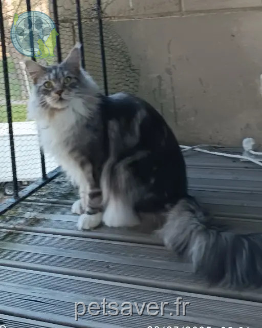 gatto perso 60180 Nogent-sur-Oise Ubiwane gatto lost 60180 Nogent-sur-Oise Ubiwane