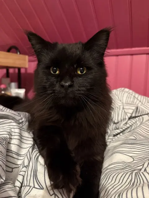 chat lost   60360 Crèvecœur-le-Grand Ubys