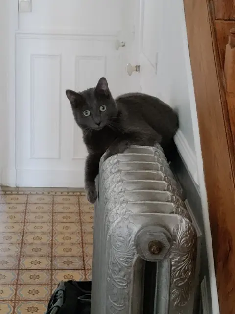 chat lost   60200 Compiègne Ulysse