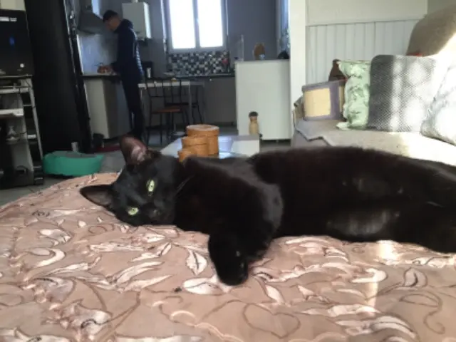 chat lost   60180 Nogent-sur-Oise Ulysse