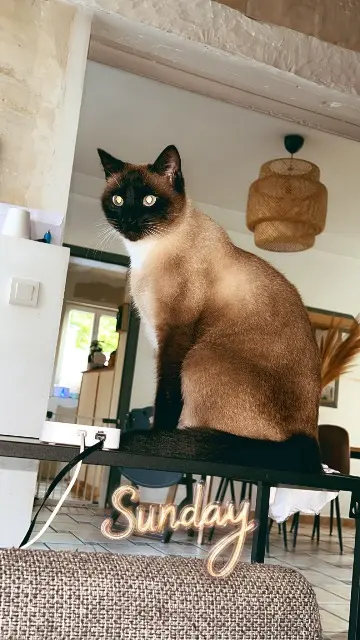 chat lost   60660 Mello Umy