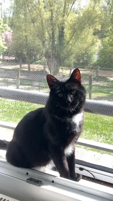 cat lost   60650 Saint-Paul Vador