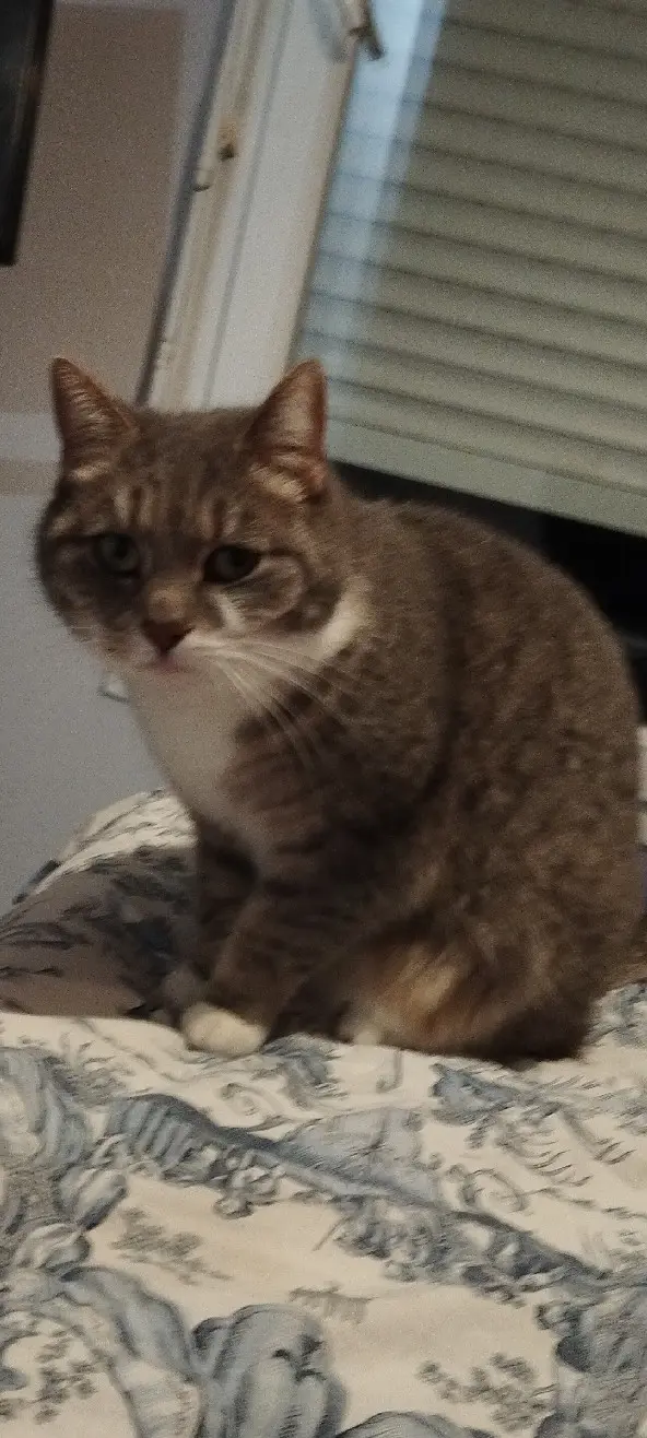 Chat Perdu 60 Oise Chat Perdu 60 Oise