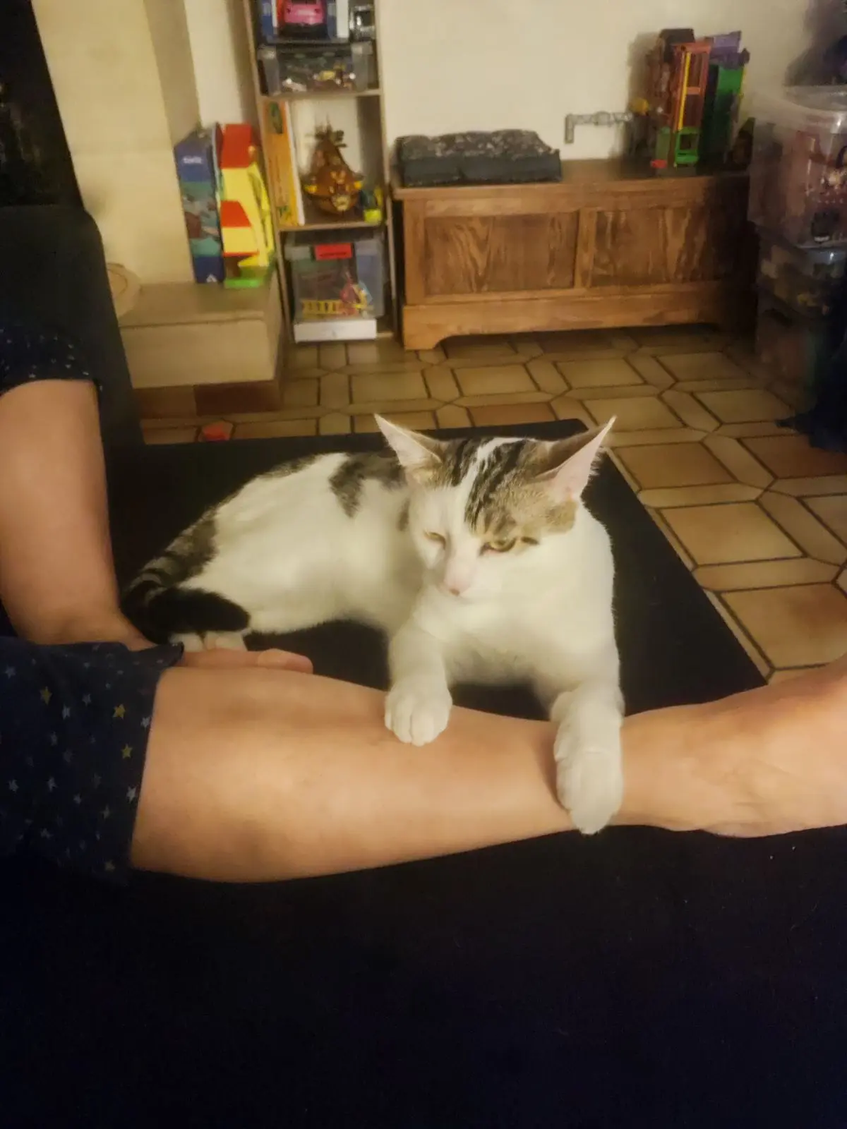 Chat Perdu 60 Oise - Willy Chat Perdu 60 Oise - Willy