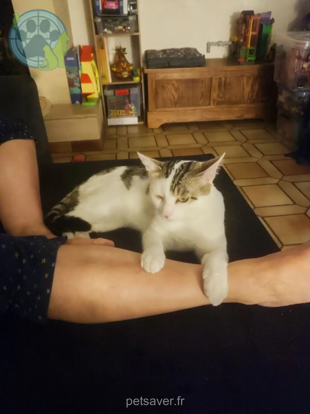 Chat Perdu 60 Oise - Willy Chat Perdu 60 Oise - Willy