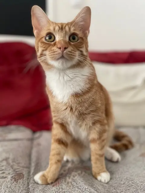 chat lost   60940 Cinqueux Yugo