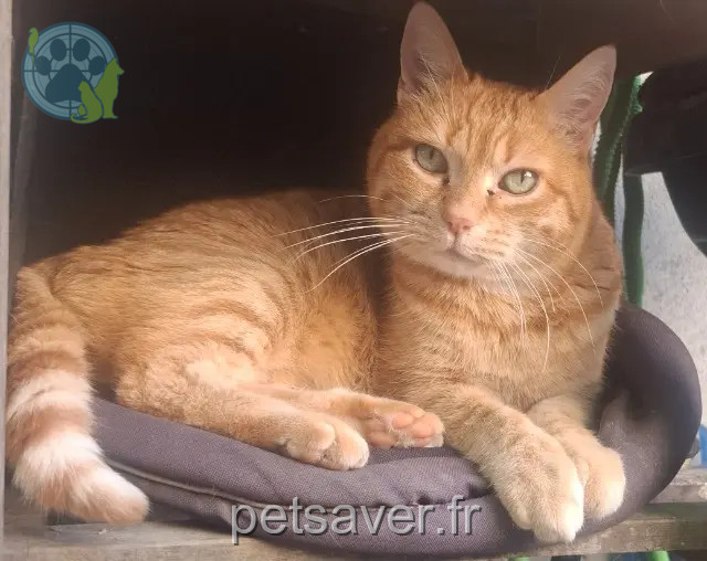 chat perdu 60200 Compiègne Yuri chat lost 60200 Compiègne Yuri