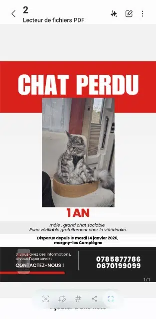 chat lost   60280 Margny-lès-Compiègne Zarius