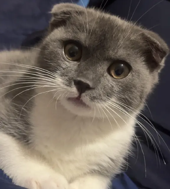 Chat Perdu 60 Oise - Zayn Chat Perdu 60 Oise - Zayn