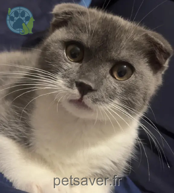 Chat Perdu 60 Oise - Zayn Chat Perdu 60 Oise - Zayn