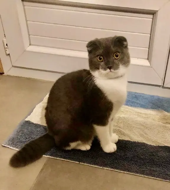 Chat Perdu 60 Oise - Zayn Chat Perdu 60 Oise - Zayn