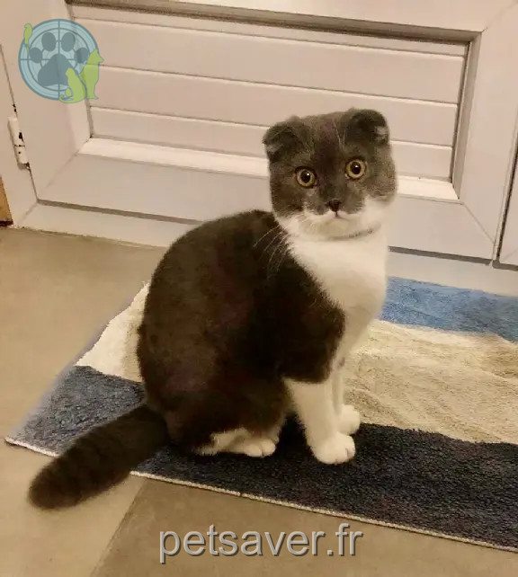 Chat Perdu 60 Oise - Zayn Chat Perdu 60 Oise - Zayn