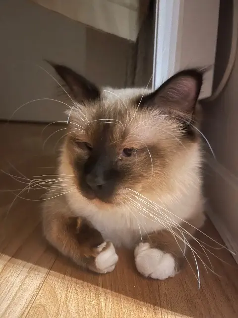chat lost   60000 Beauvais Zelda