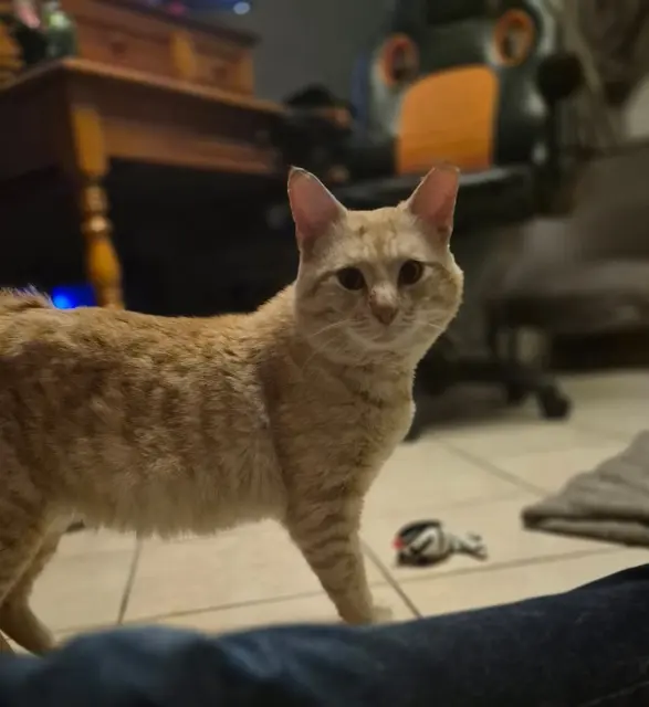 chat lost   60130 Wavignies Zephir