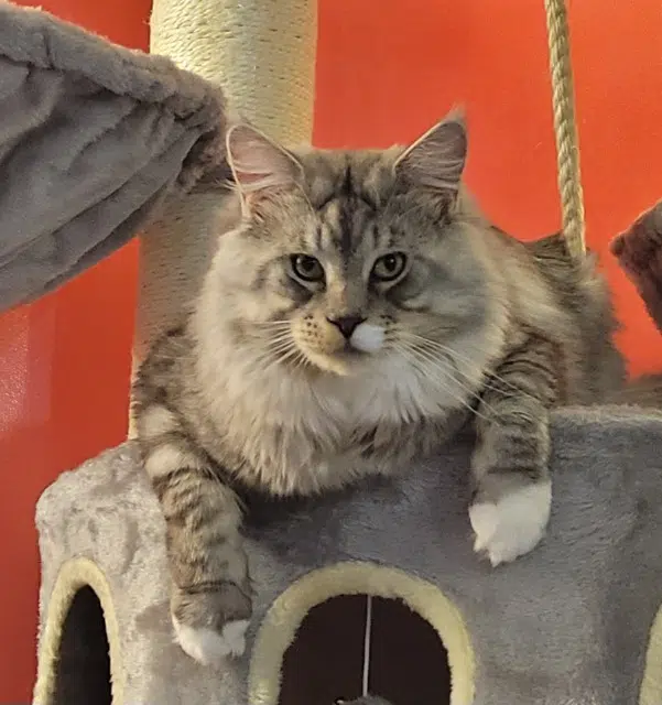 chat lost   60430 Saint-Sulpice Zeus