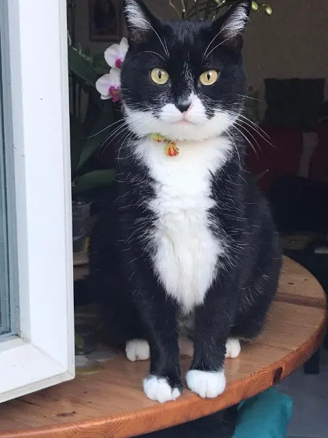 chat lost   60330 Silly-le-Long Zola