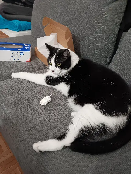 Chat Perdu 60 Oise Chat Perdu 60 Oise
