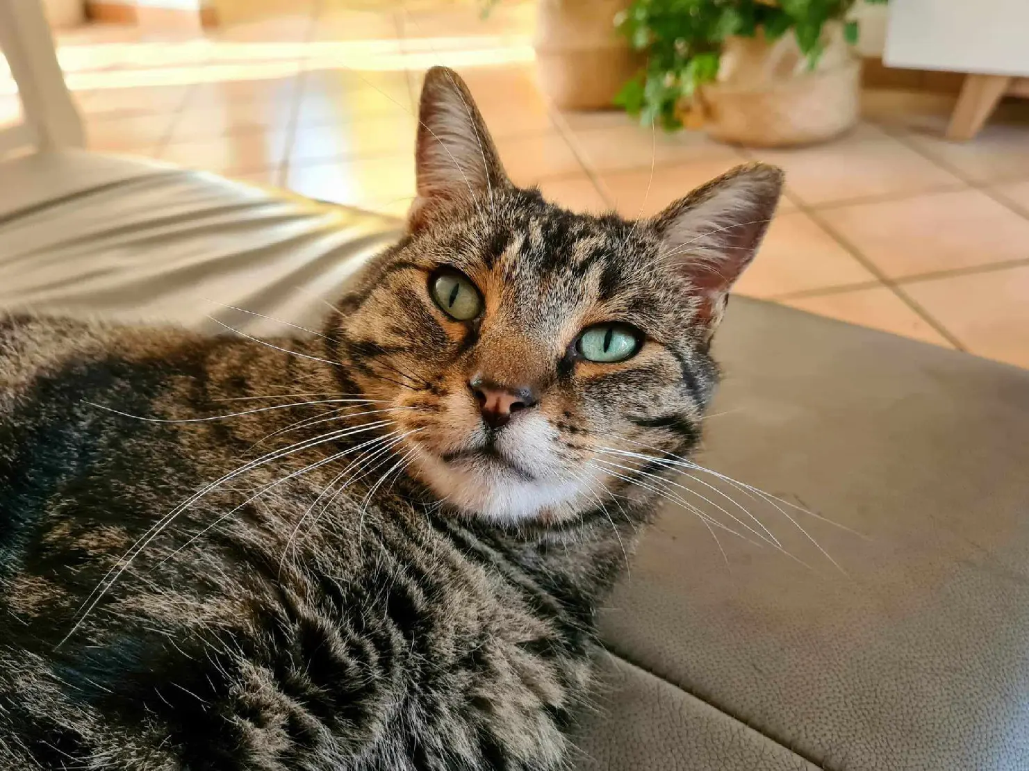 Chat Perdu 60 Oise Chat Perdu 60 Oise