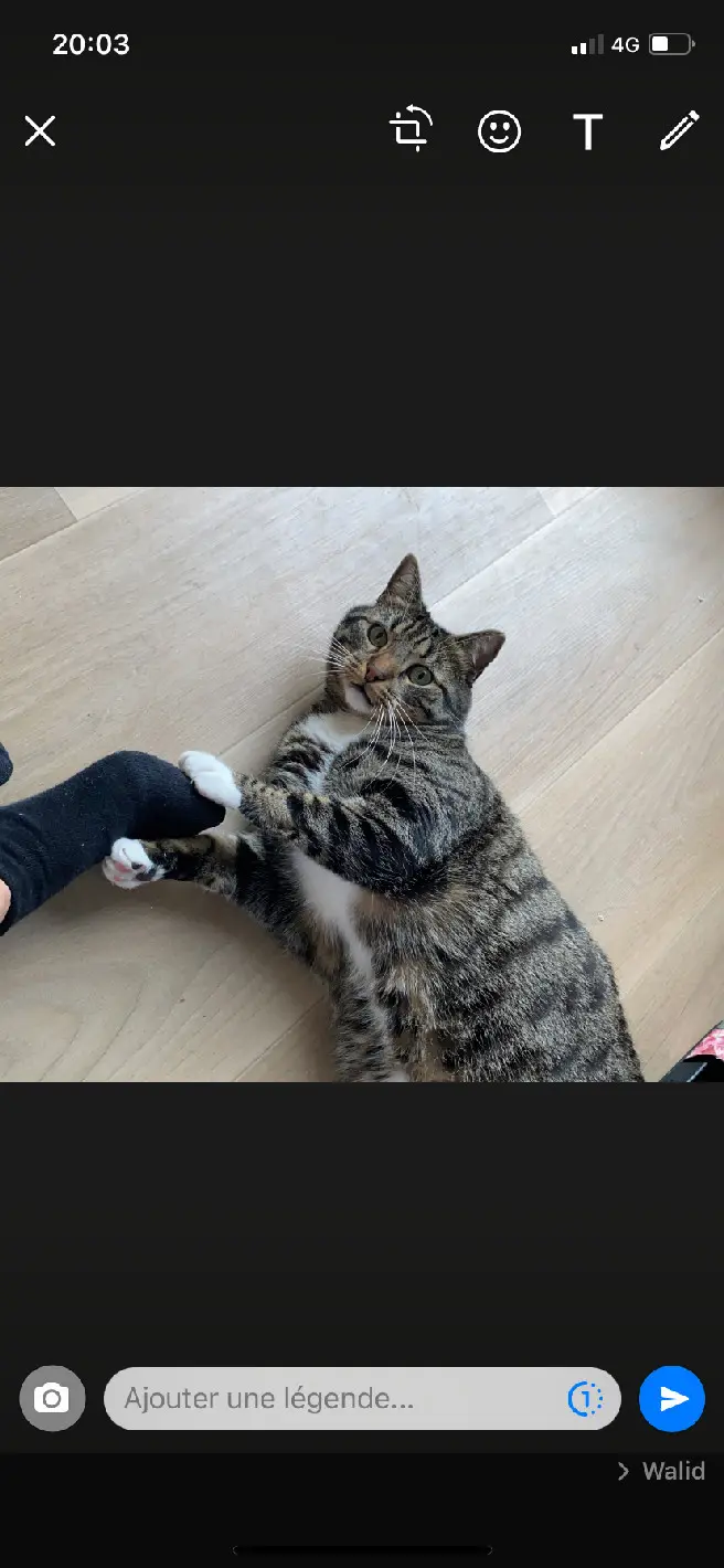 Chat Perdu 60 Oise Chat Perdu 60 Oise