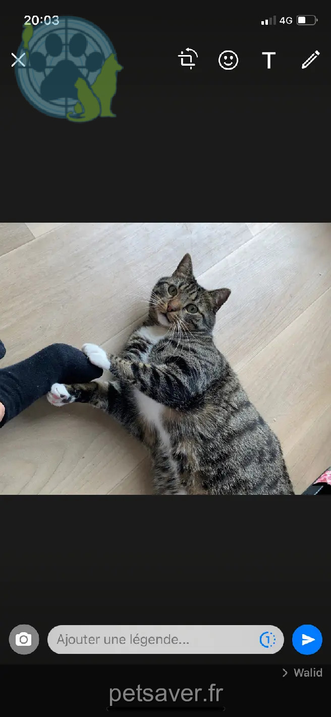 Chat Perdu 60 Oise Chat Perdu 60 Oise