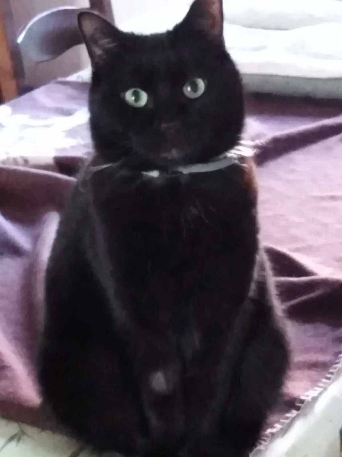Chat Perdu 60 Oise - Ébène Chat Perdu 60 Oise - Ébène