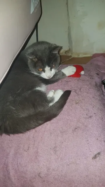 chat lost   61130 Saint-Germain-de-la-Coudre Artemis