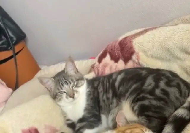 chat lost   61100 Flers Aslan