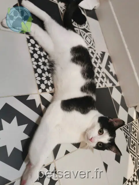 kater lost   61250 Condé-sur-Sarthe Astro