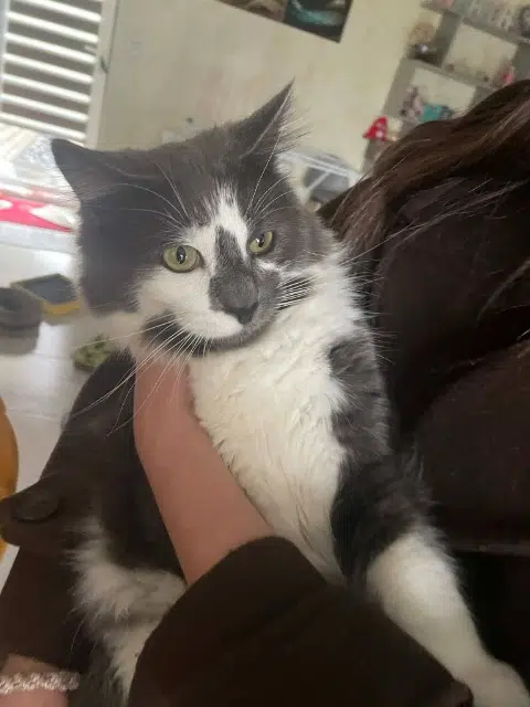 chat lost    Athis-Val-de-Rouvre Aston