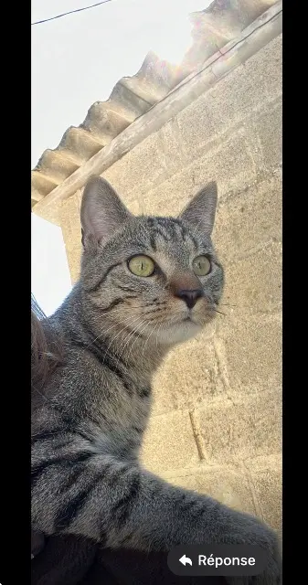 chat lost    Athis-Val-de-Rouvre Eli