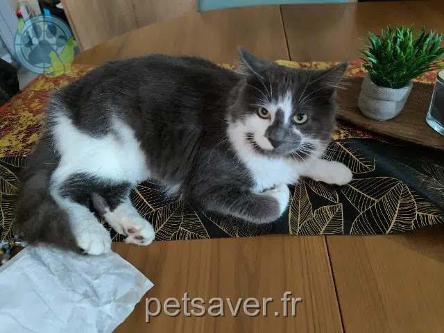 cat lost    Athis-Val-de-Rouvre Aston