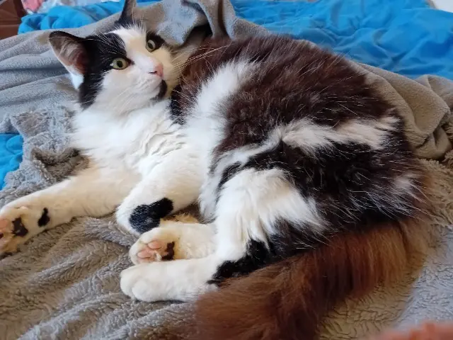 chat lost   61500 Sées Choco
