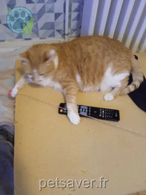 chat lost 61700 Domfront en Poiraie Moustique