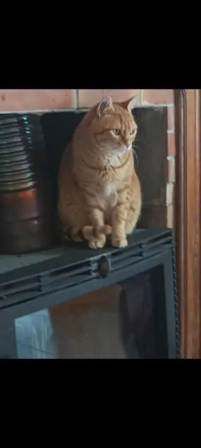 chat lost   61100 Flers Honoré