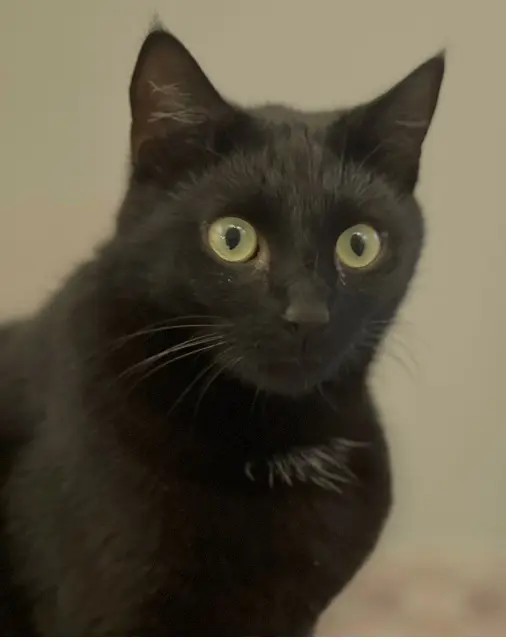 chat lost   61000 Alençon Krokmou