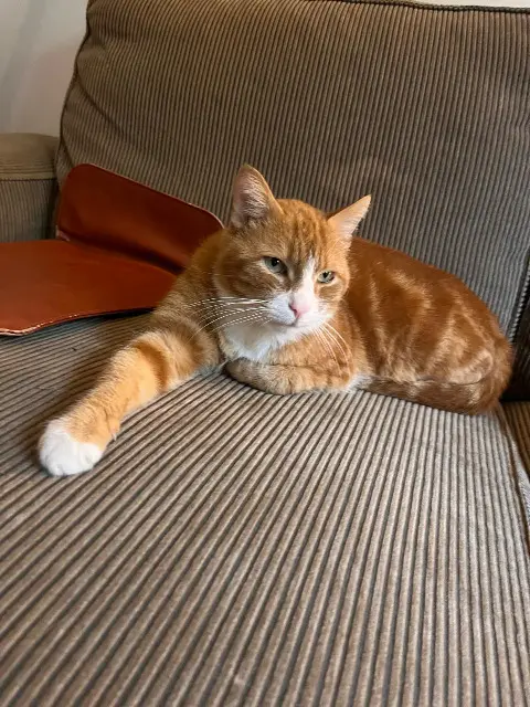 chat lost   61290 Longny les Villages Ginger