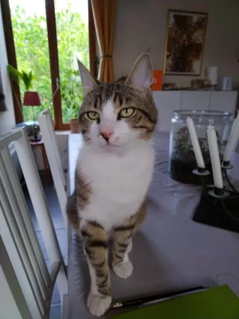 chat lost   61290 Longny les Villages Neo